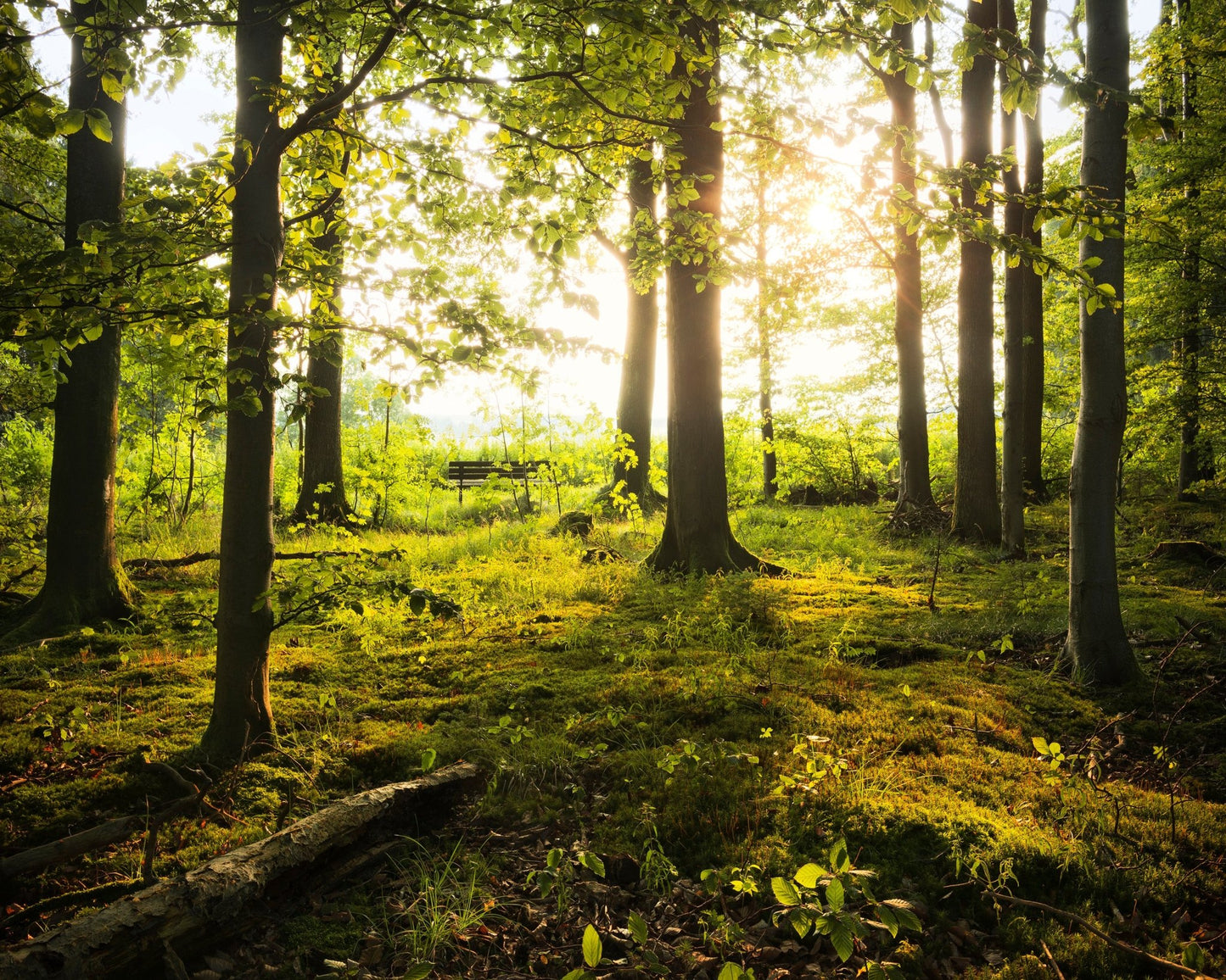 Sunlit Forest Path No2