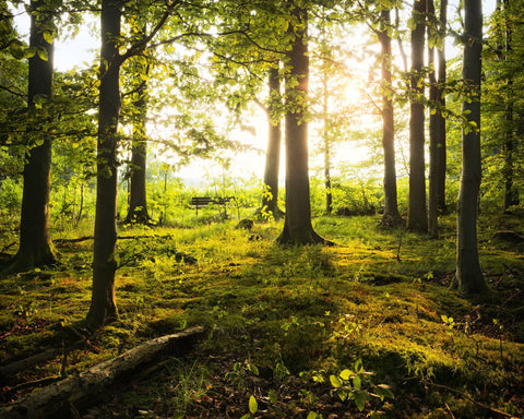 Sunlit Forest Path No2