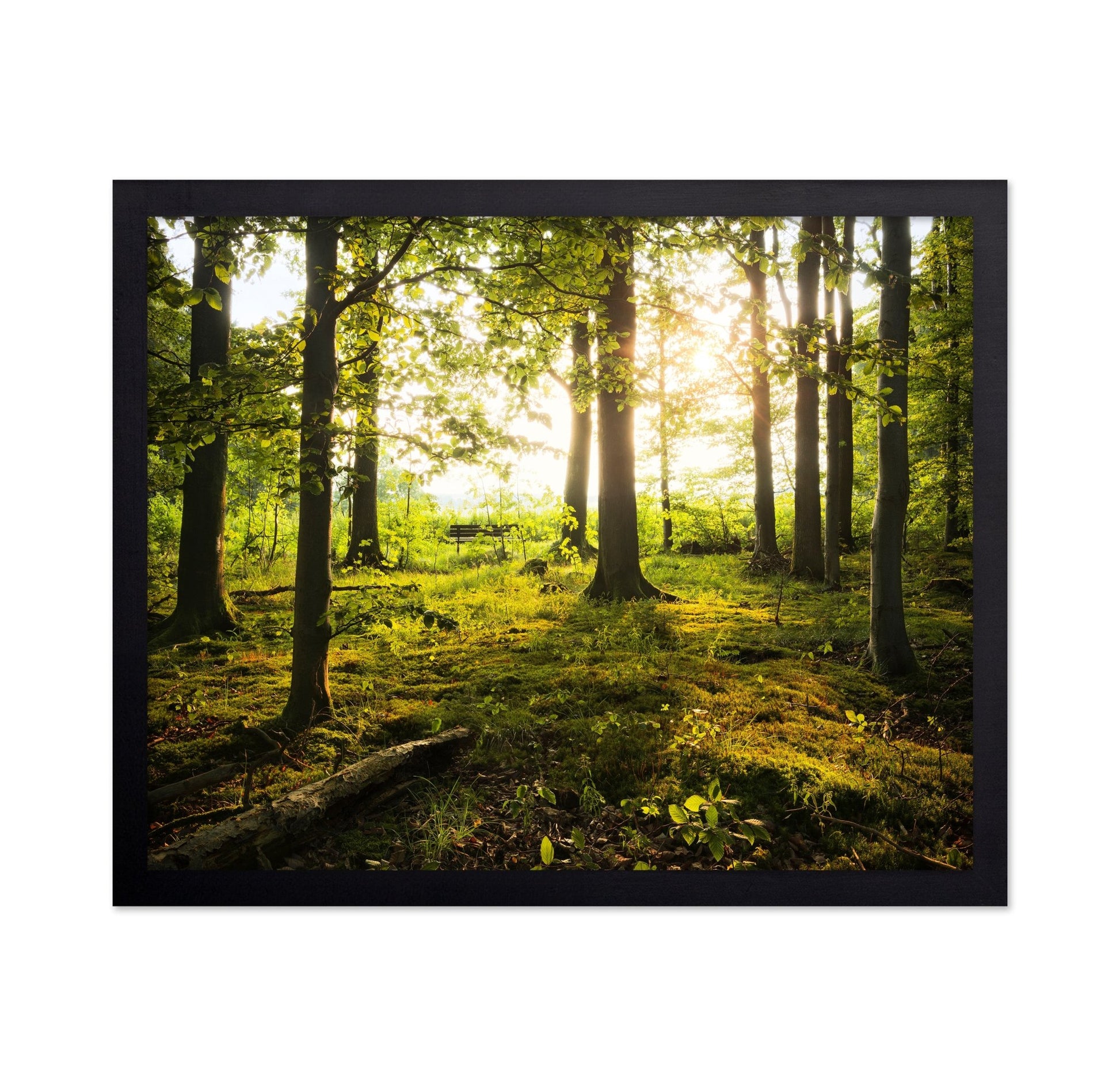 Sunlit Forest Path No2