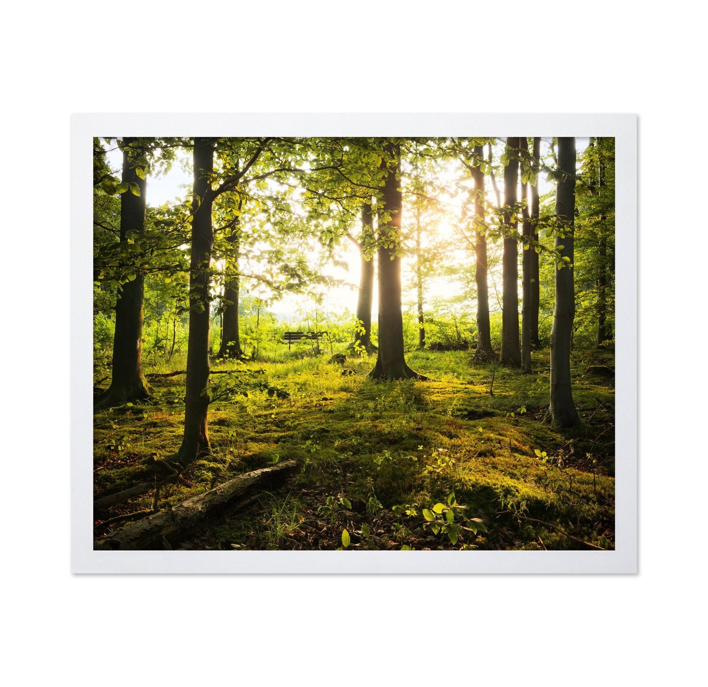 Sunlit Forest Path No2