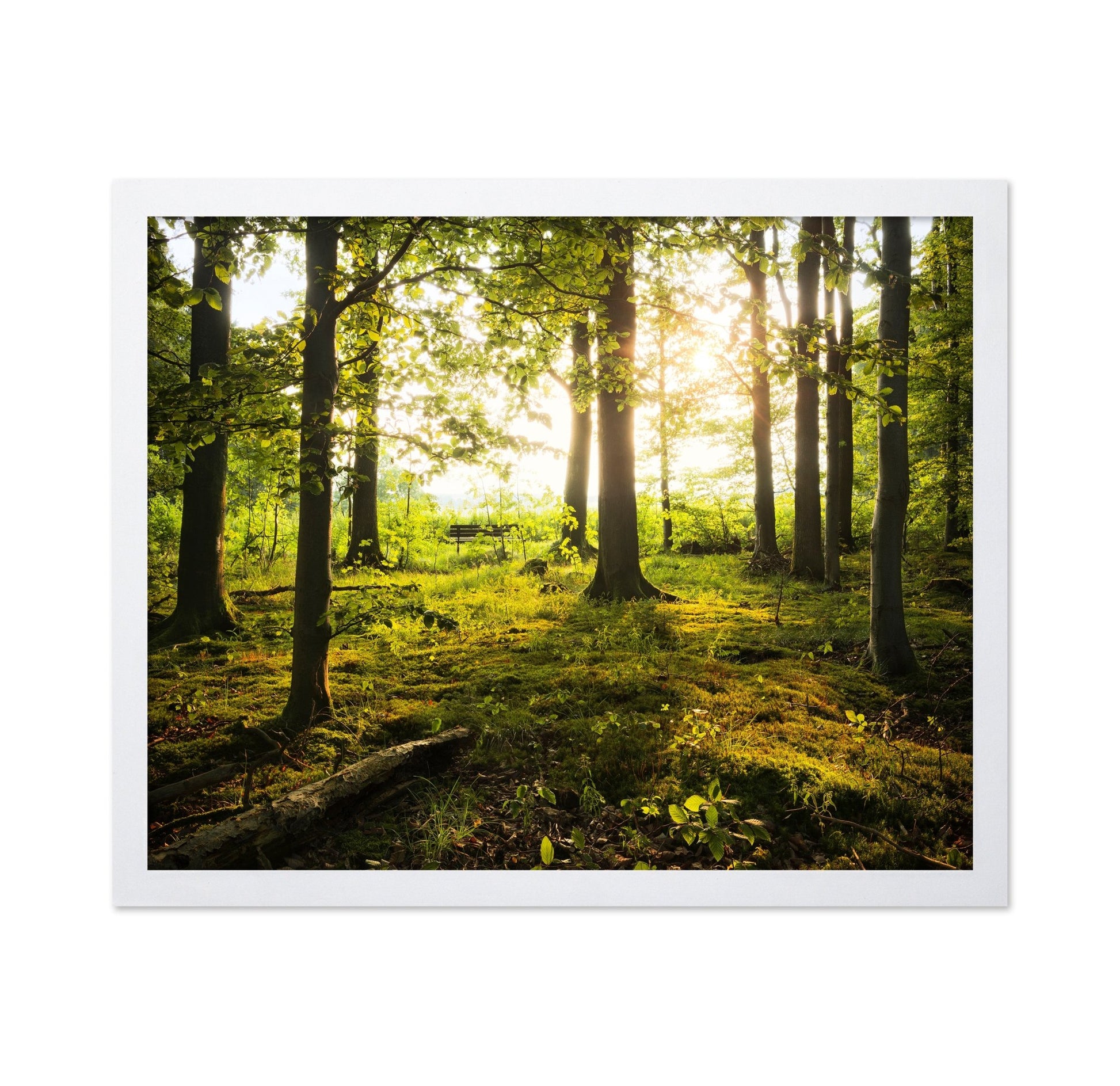 Sunlit Forest Path No2