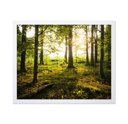 Sunlit Forest Path No2