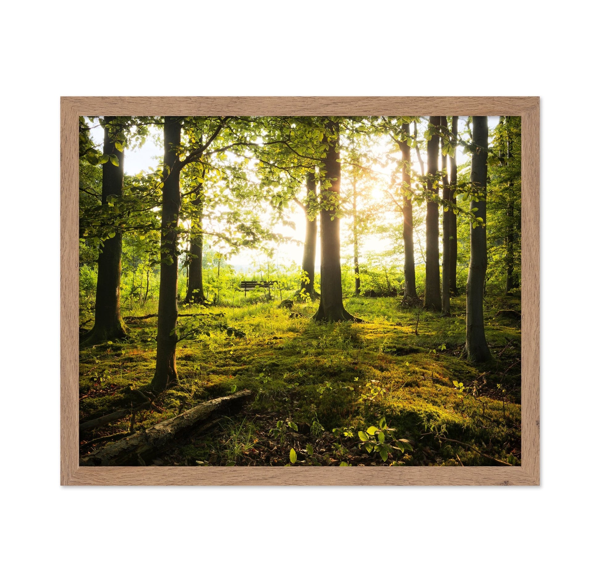 Sunlit Forest Path No2