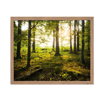 Sunlit Forest Path No2