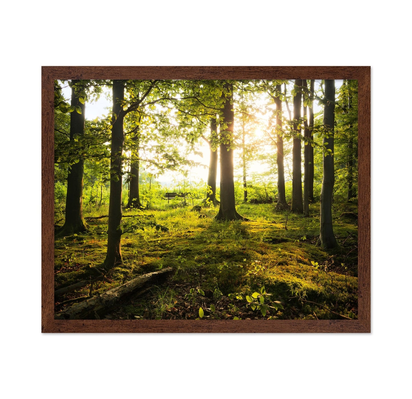Sunlit Forest Path No2