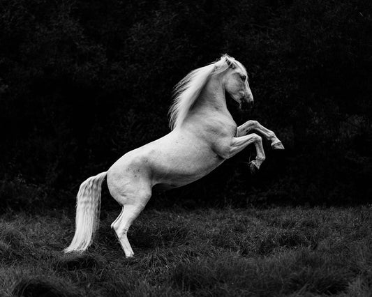 Rearing White Horse