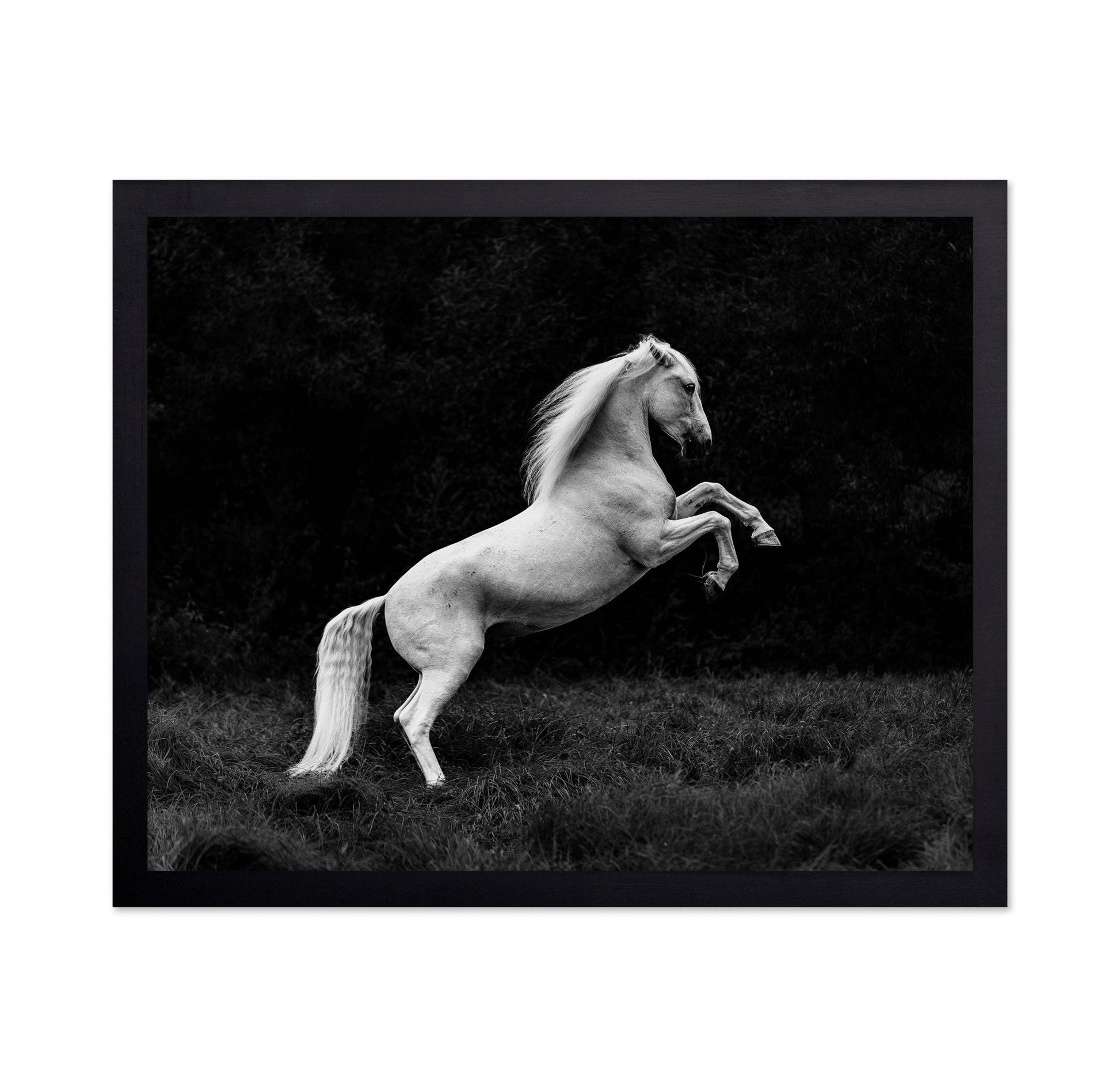 Rearing White Horse