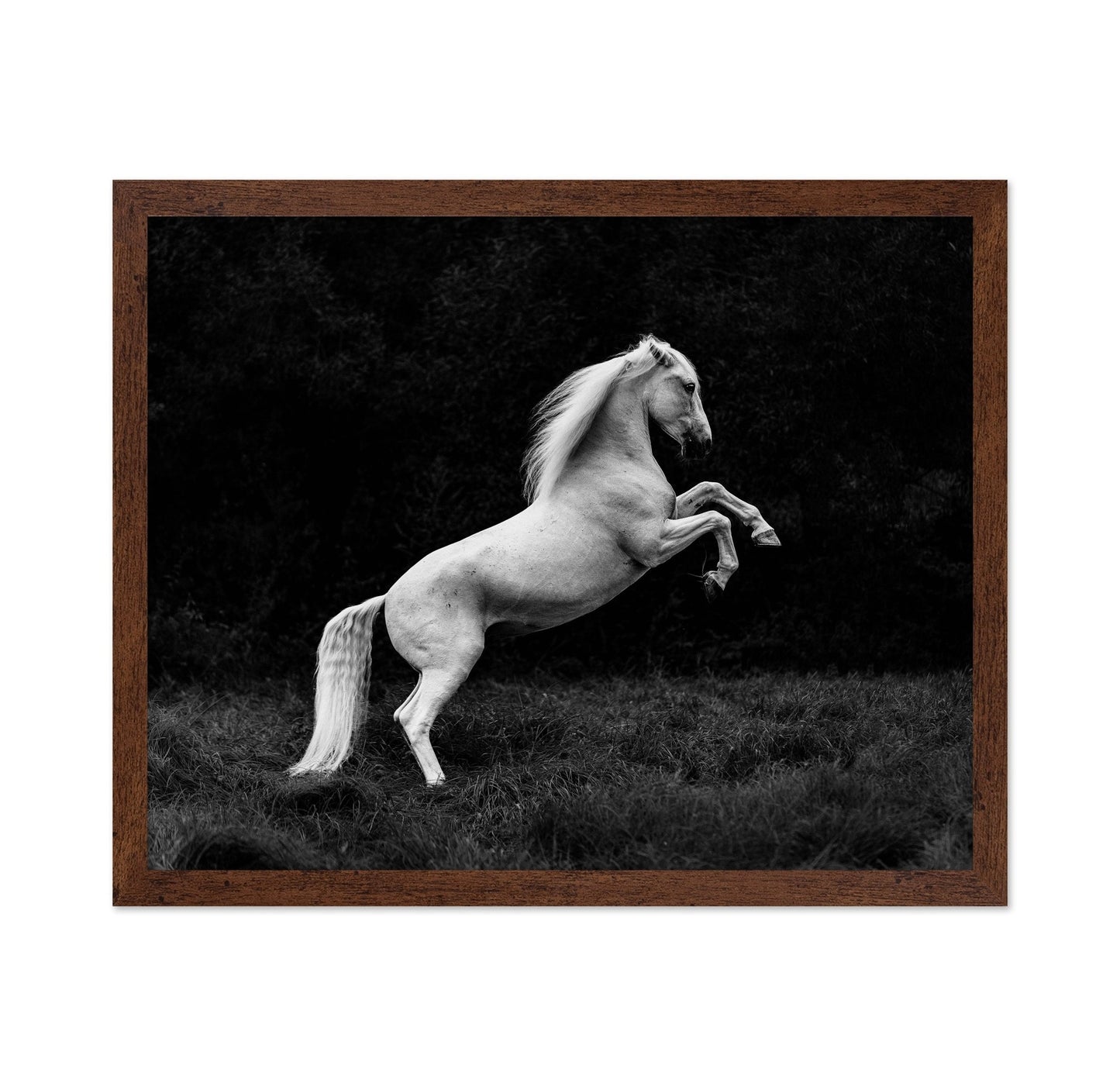 Rearing White Horse