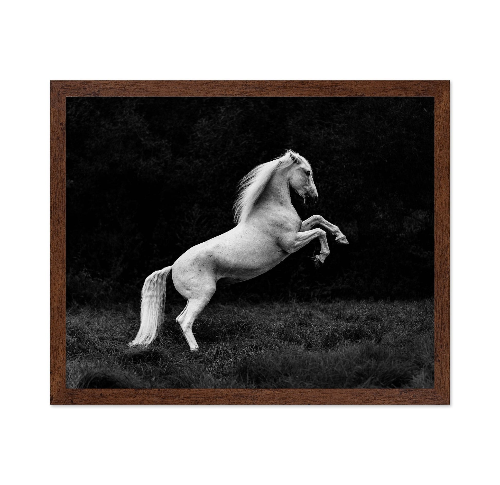 Rearing White Horse