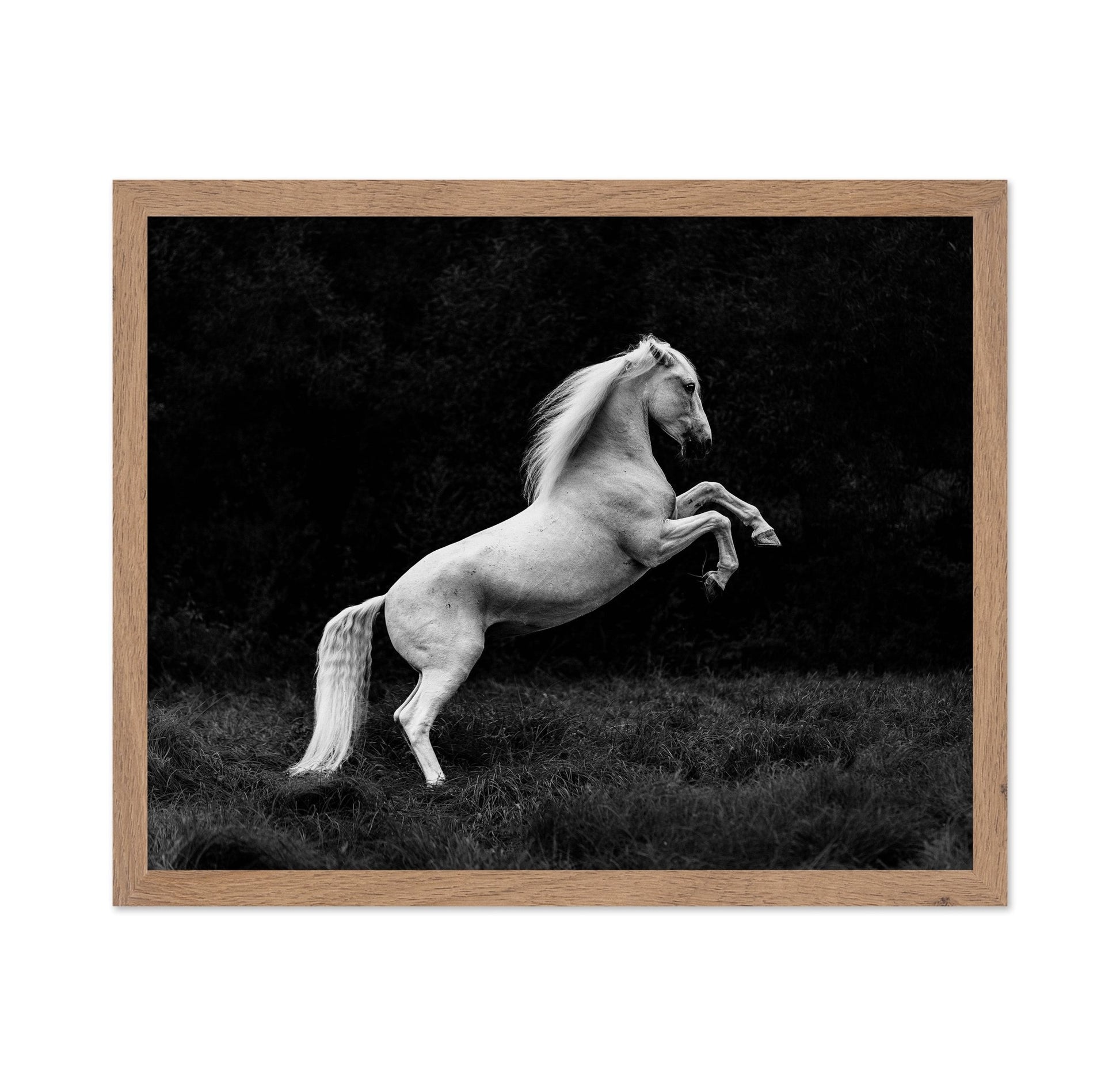 Rearing White Horse