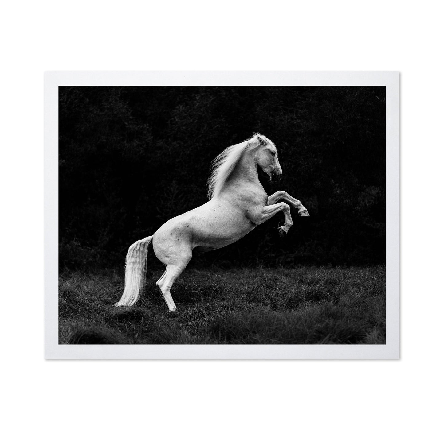 Rearing White Horse