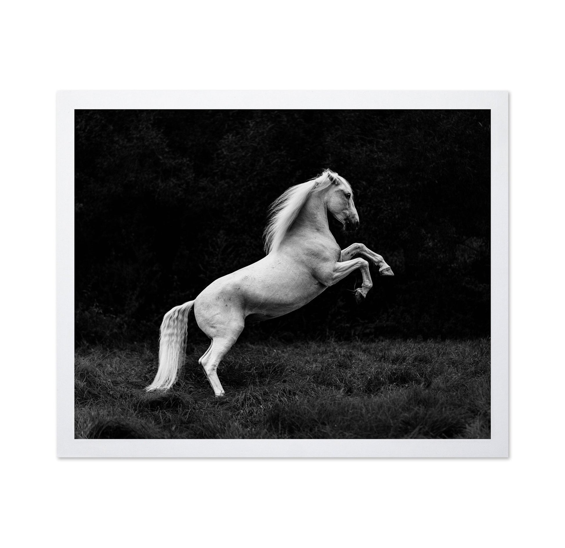 Rearing White Horse