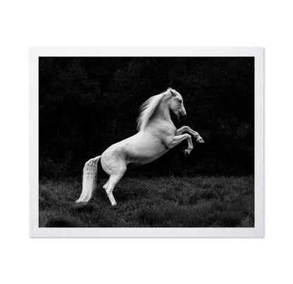 Rearing White Horse