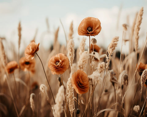 Golden Poppy Field No2