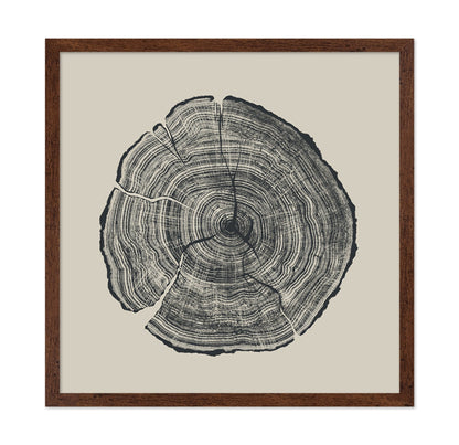 Tree Ring Slice