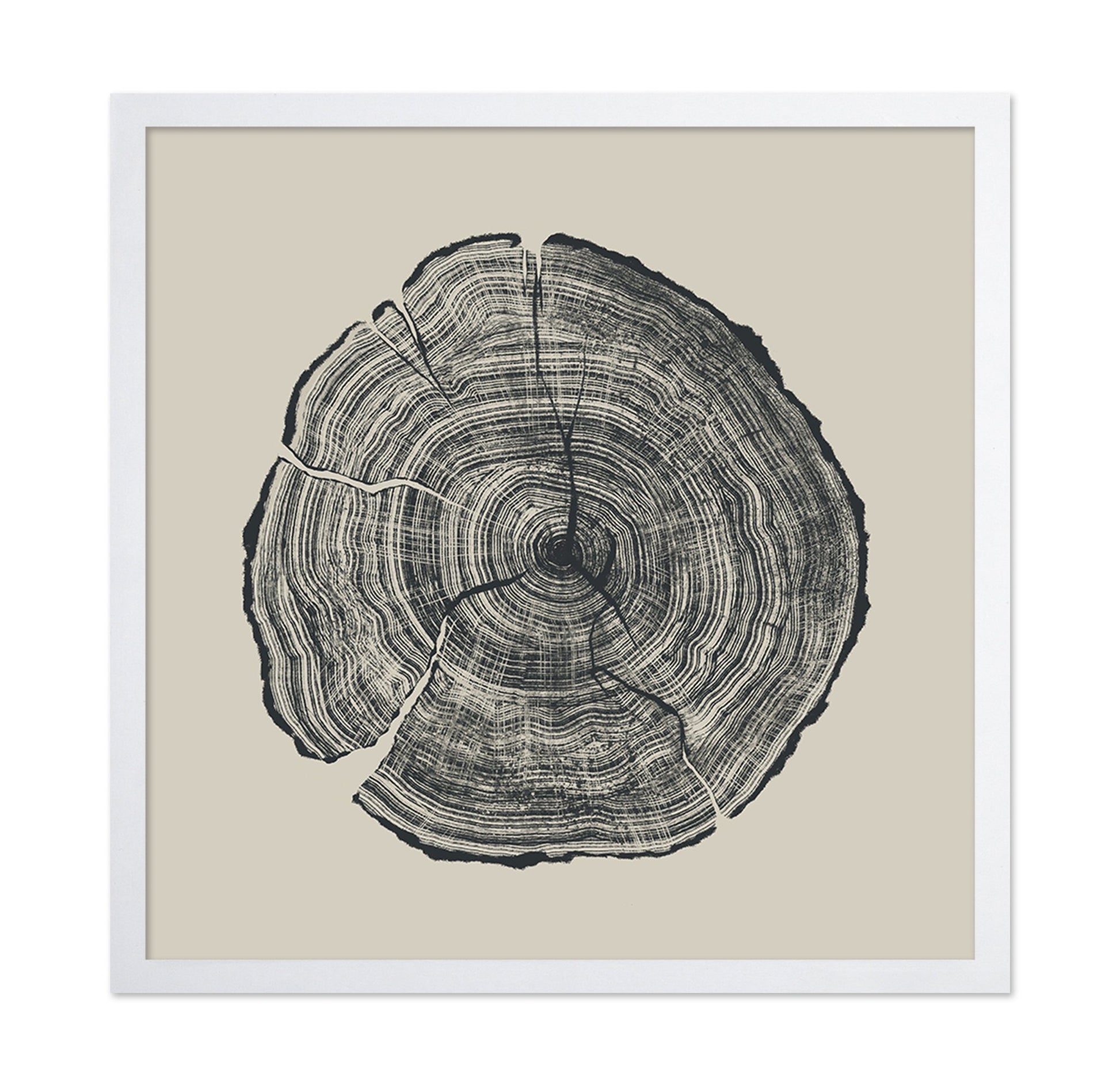 Tree Ring Slice