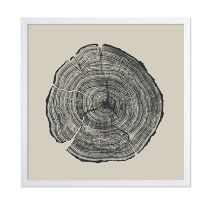 Tree Ring Slice