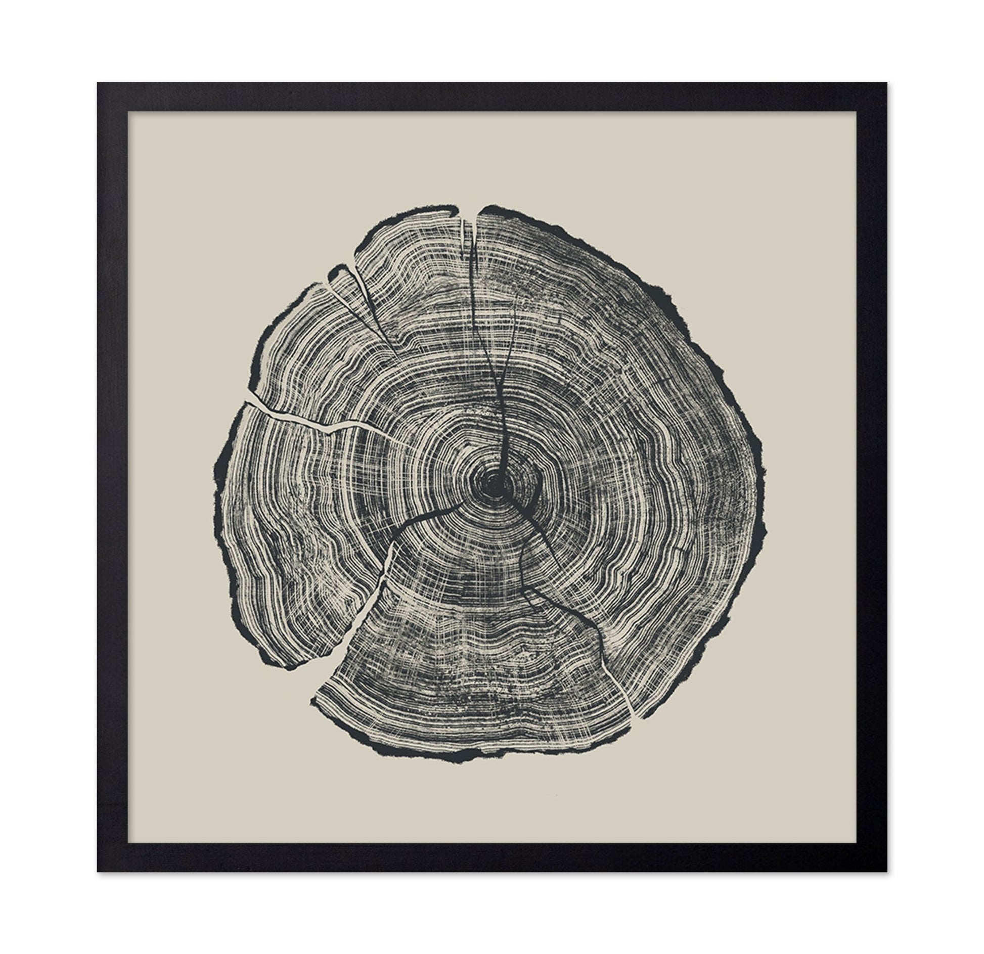 Tree Ring Slice