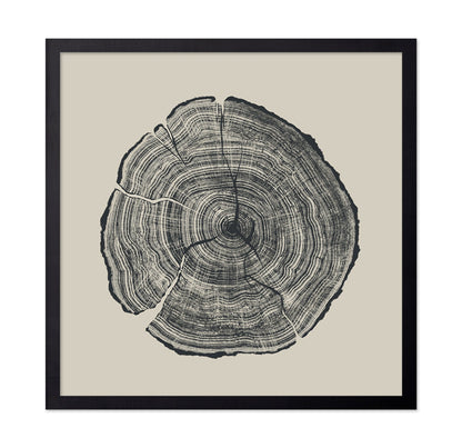 Tree Ring Slice