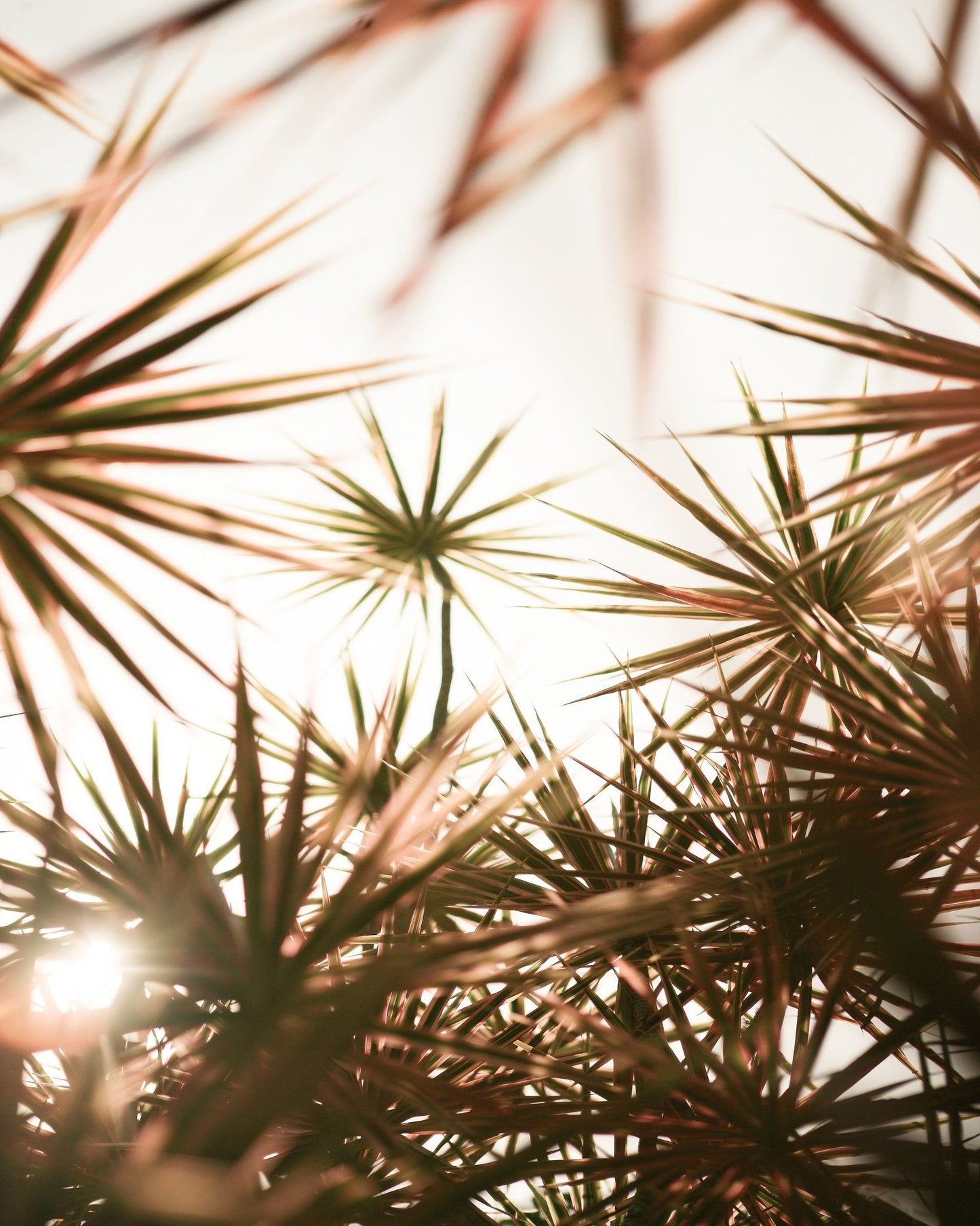 Sunlit Palm Leaves