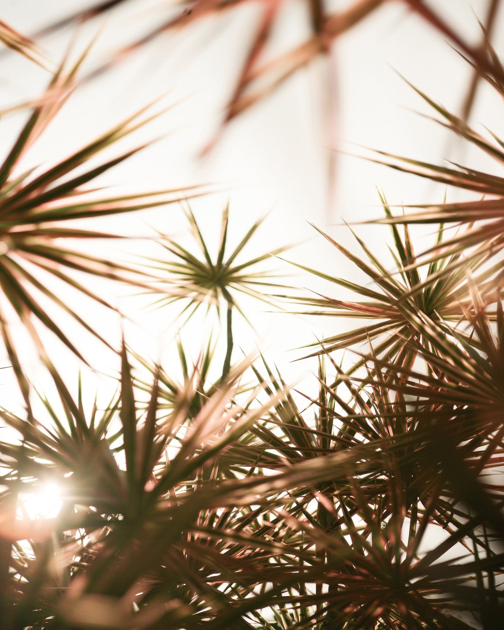 Sunlit Palm Leaves