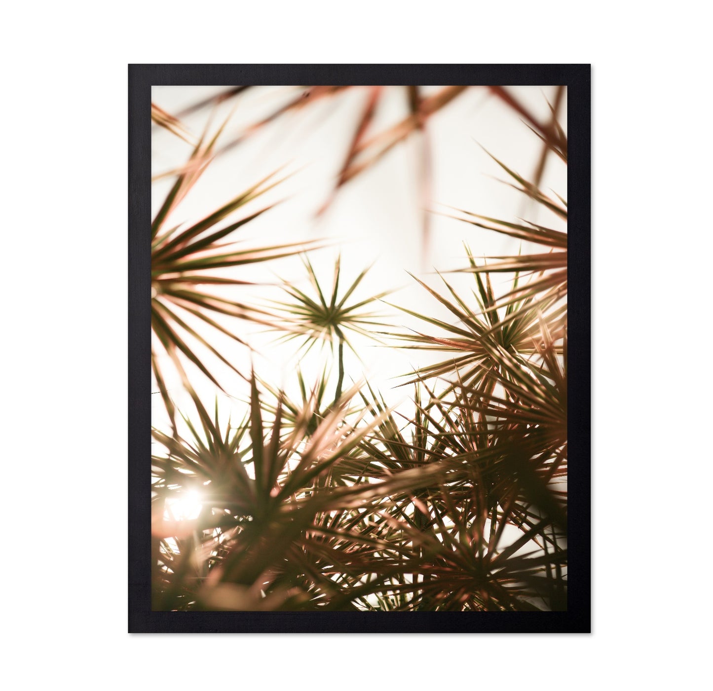 Sunlit Palm Leaves