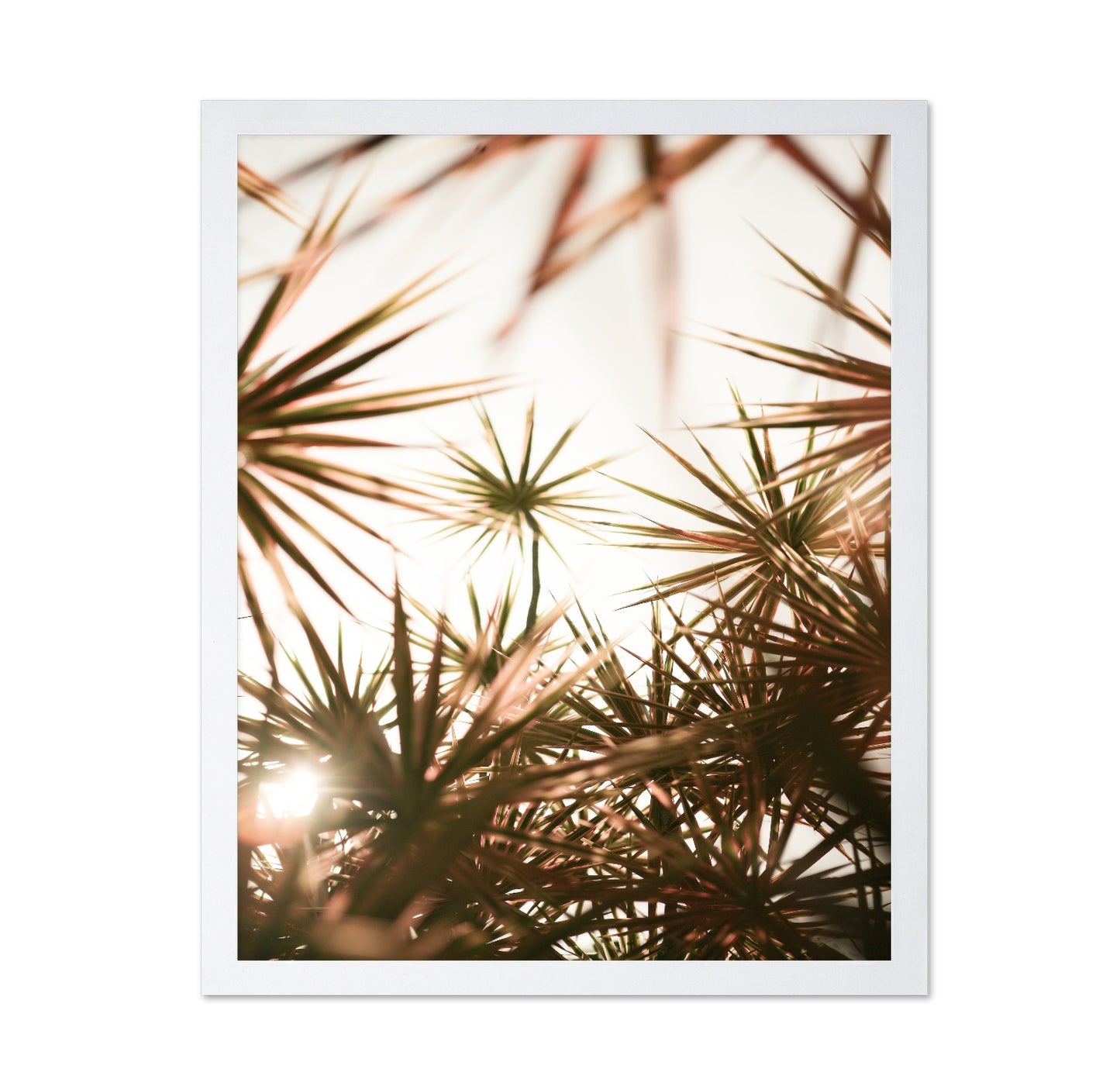 Sunlit Palm Leaves