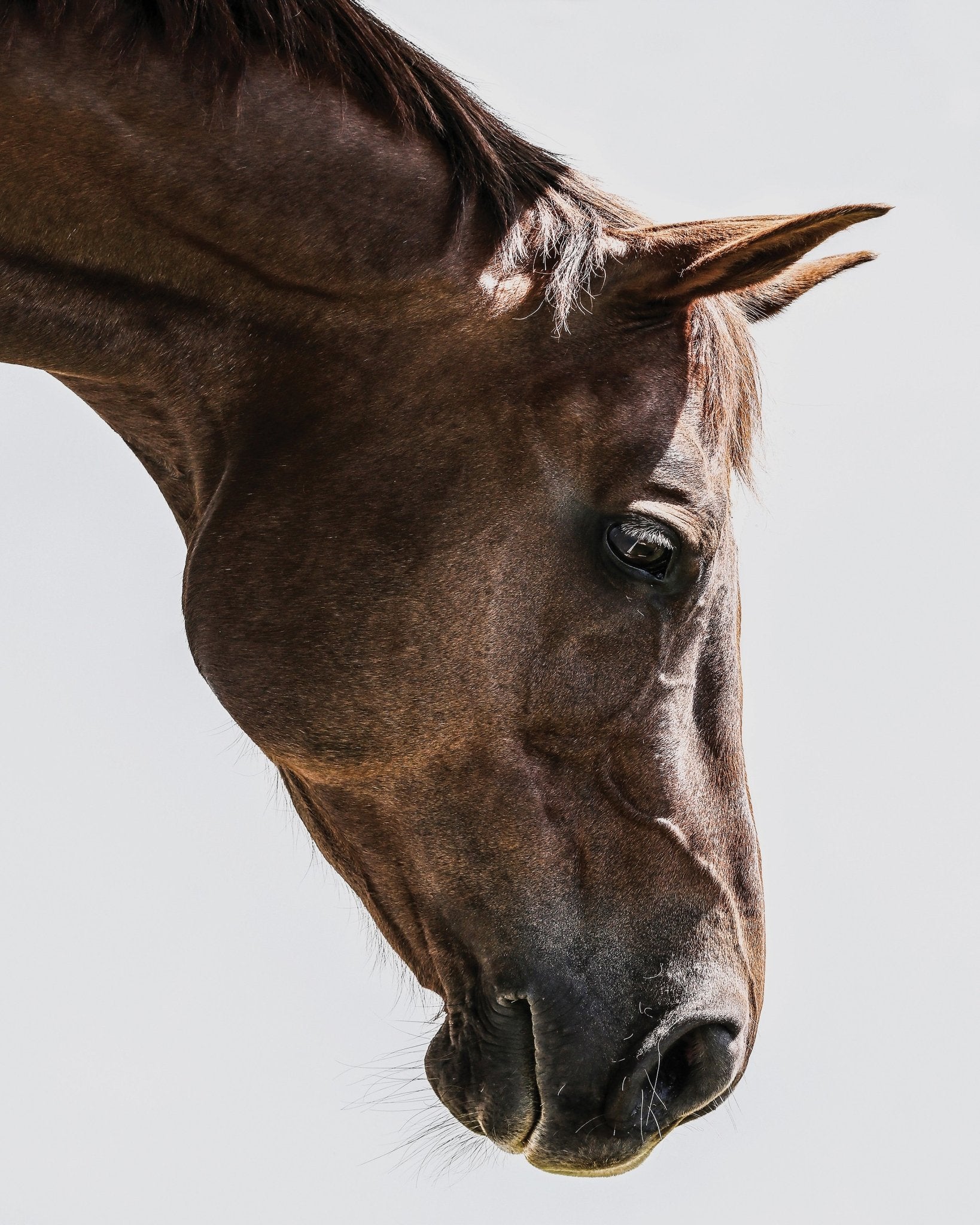 Horse Portrait Closeup No3