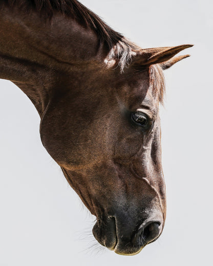 Horse Portrait Closeup No3