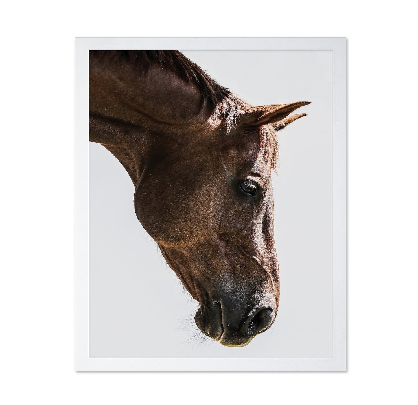 Horse Portrait Closeup No3