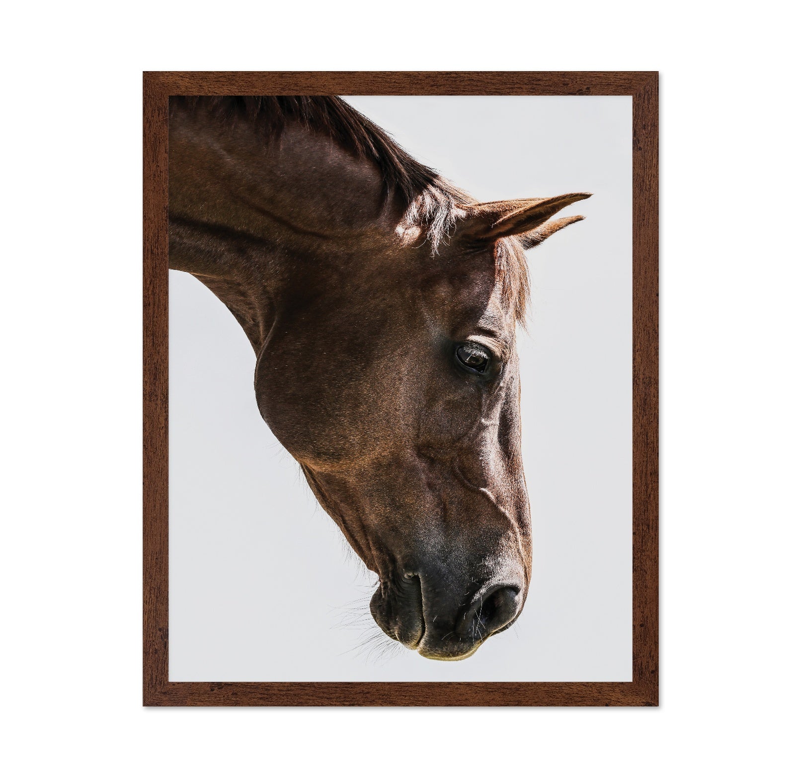 Horse Portrait Closeup No3