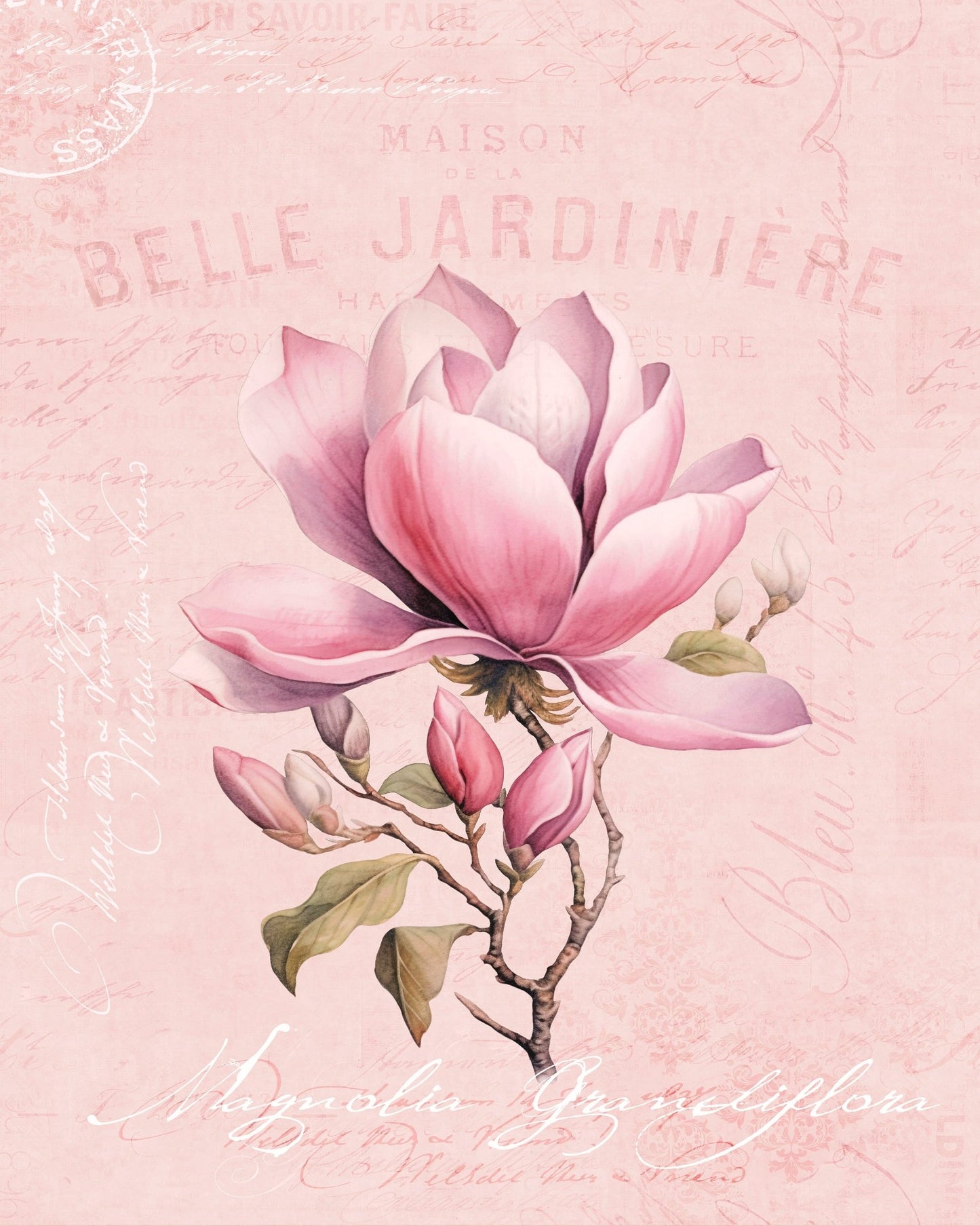 Pink Magnolia Bloom