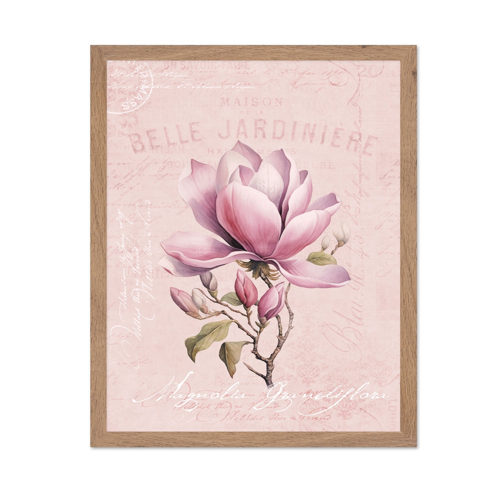 Pink Magnolia Bloom