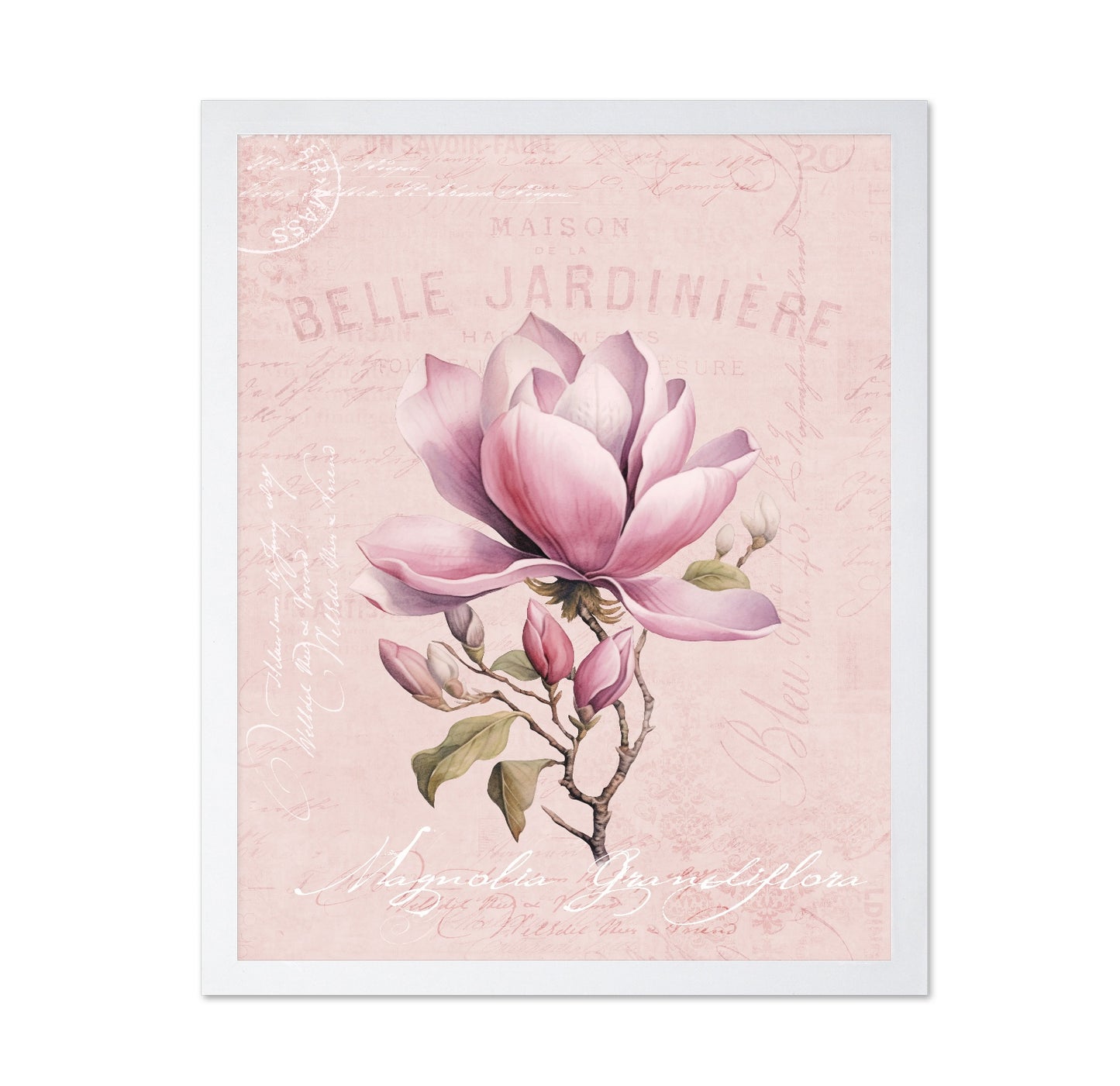 Pink Magnolia Bloom