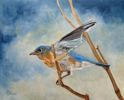 Bluebird On Branch