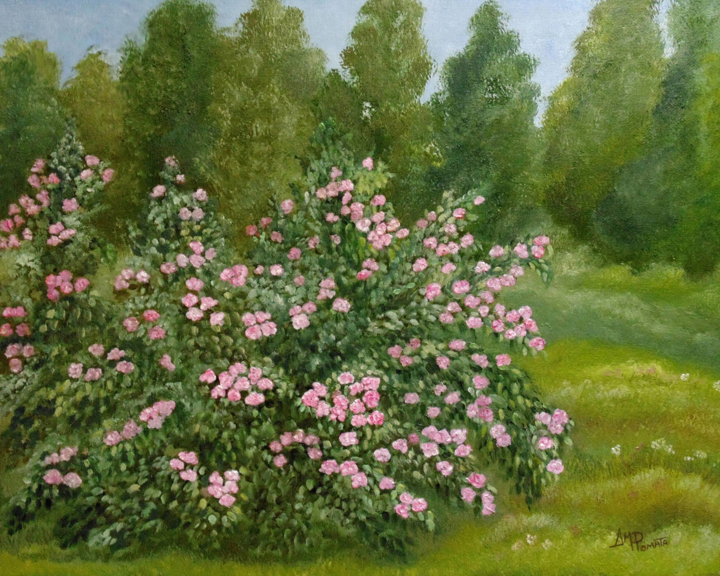 Pink Garden Roses
