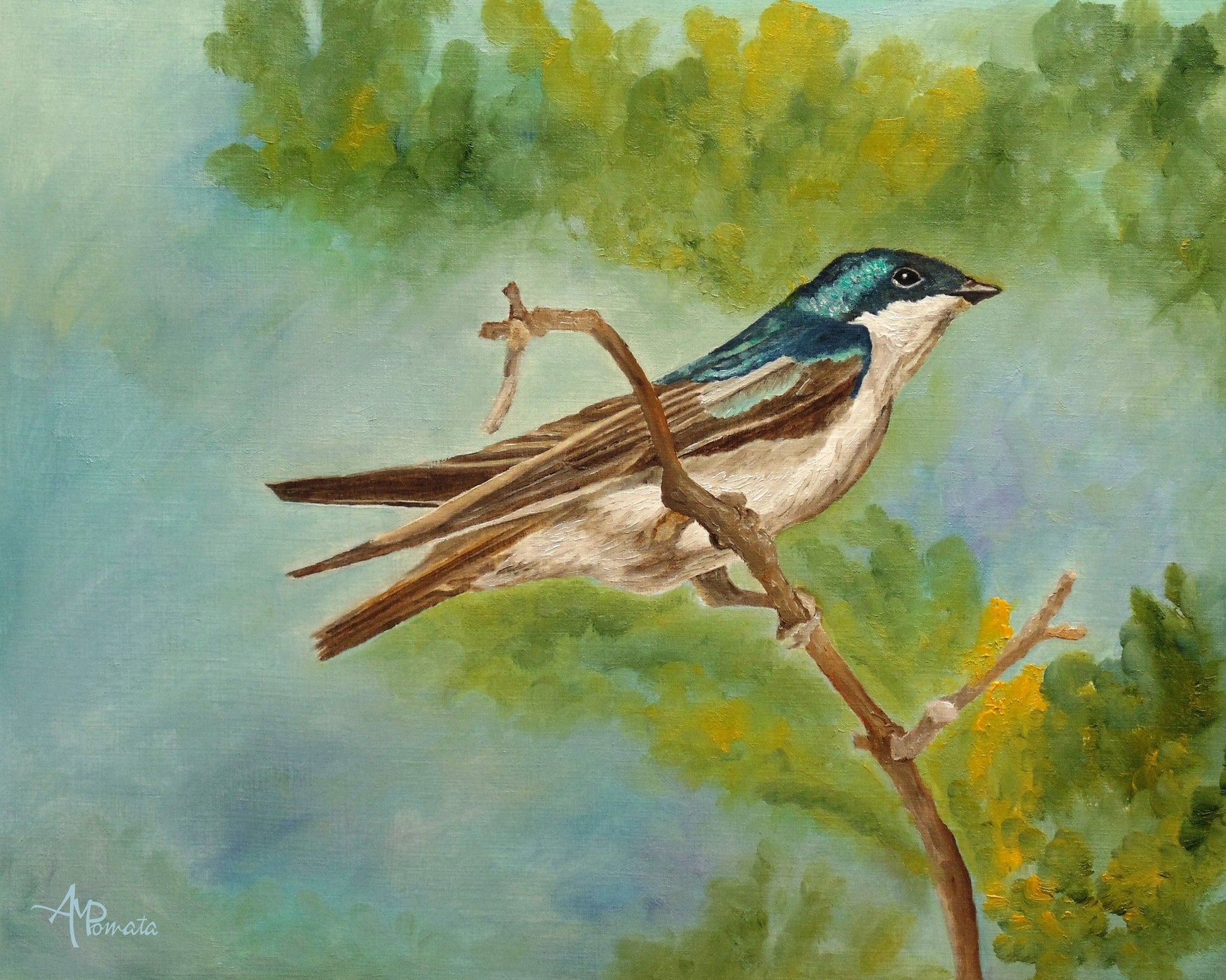 Blue Swallow Perched Branch