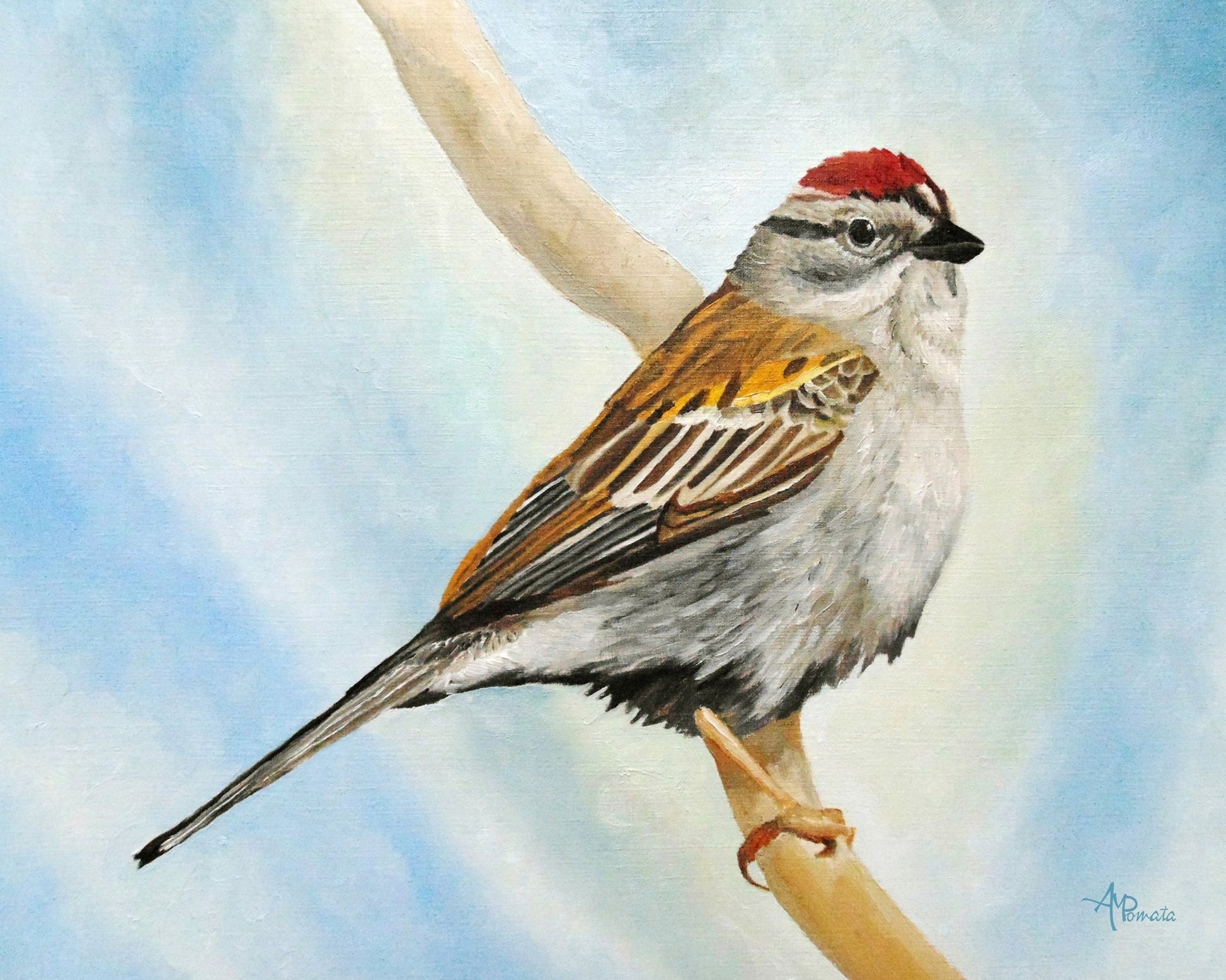 Red Crown Sparrow Bird