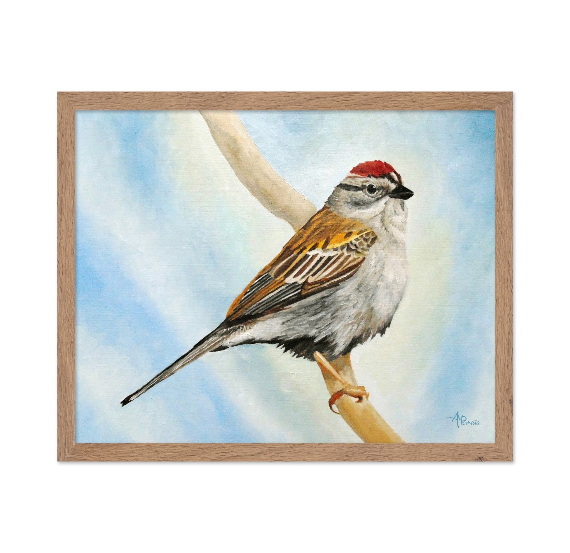 Red Crown Sparrow Bird