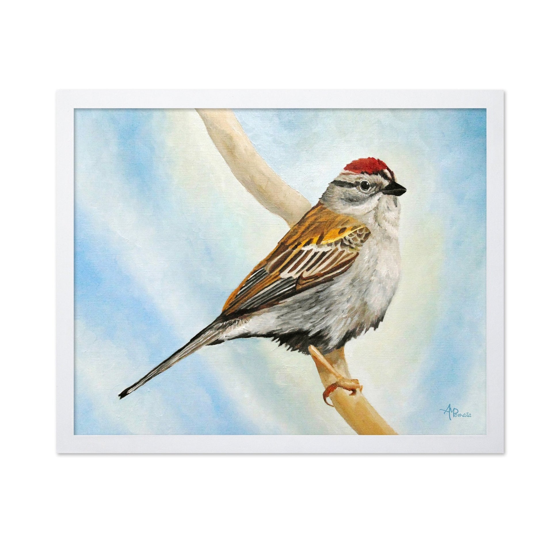 Red Crown Sparrow Bird