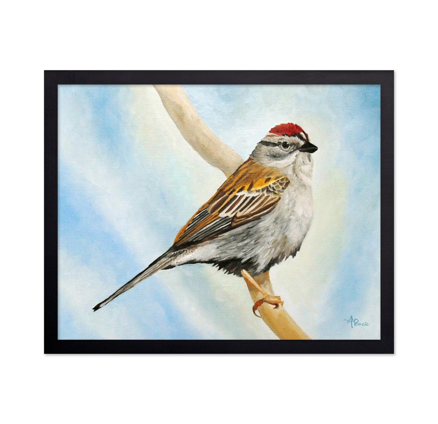 Red Crown Sparrow Bird