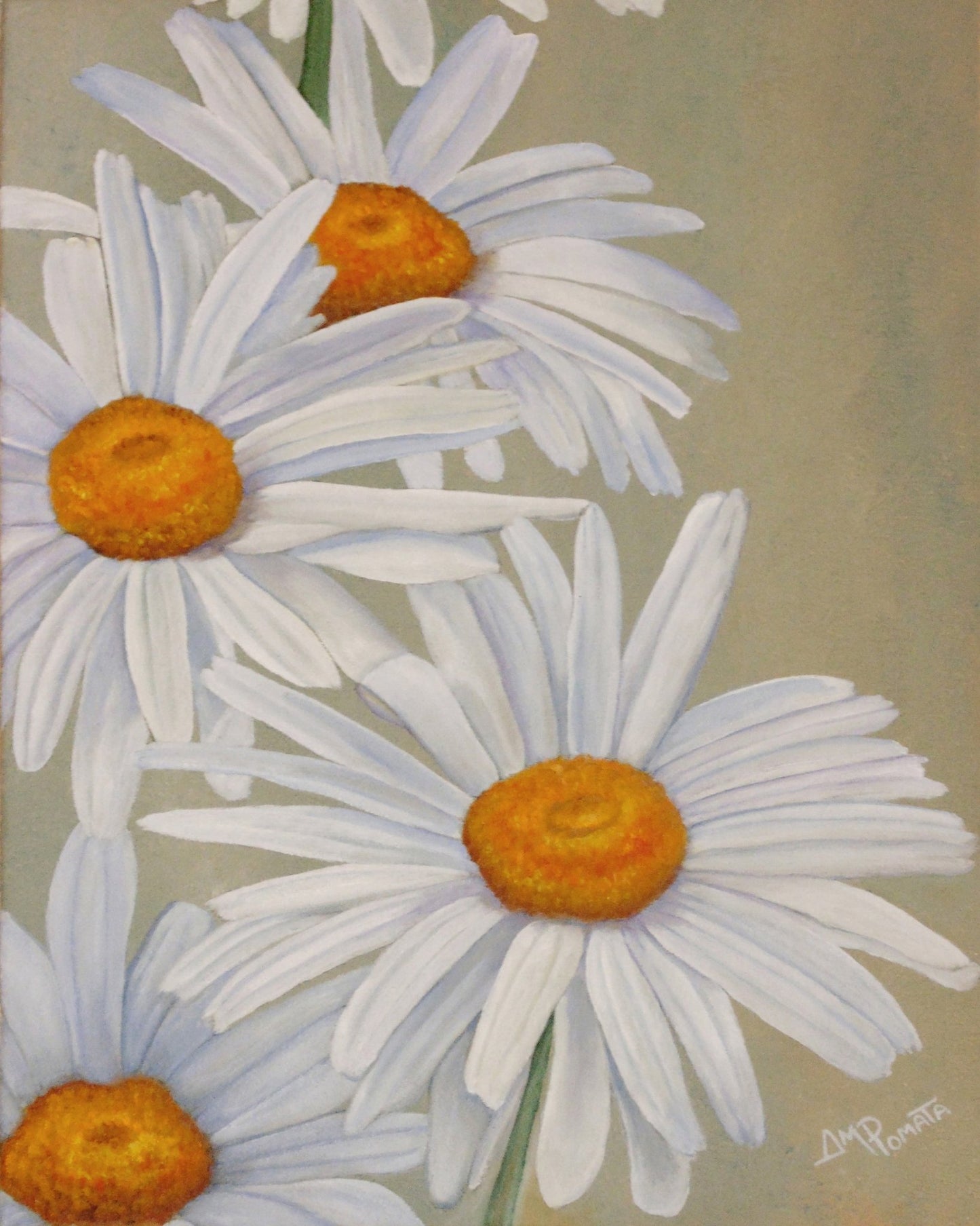 White Daisy Blooms