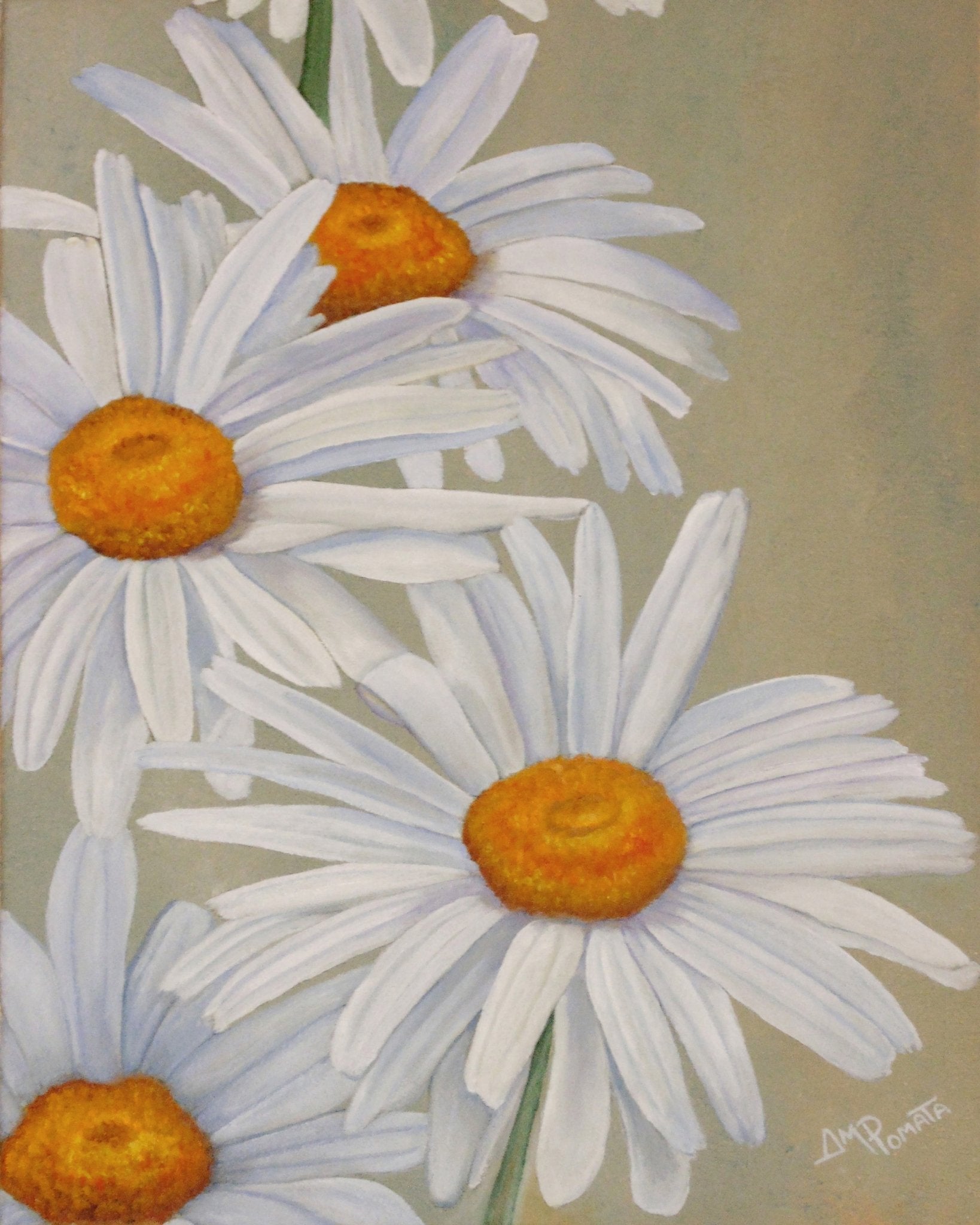White Daisy Blooms