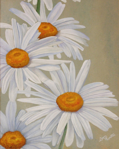 White Daisy Blooms