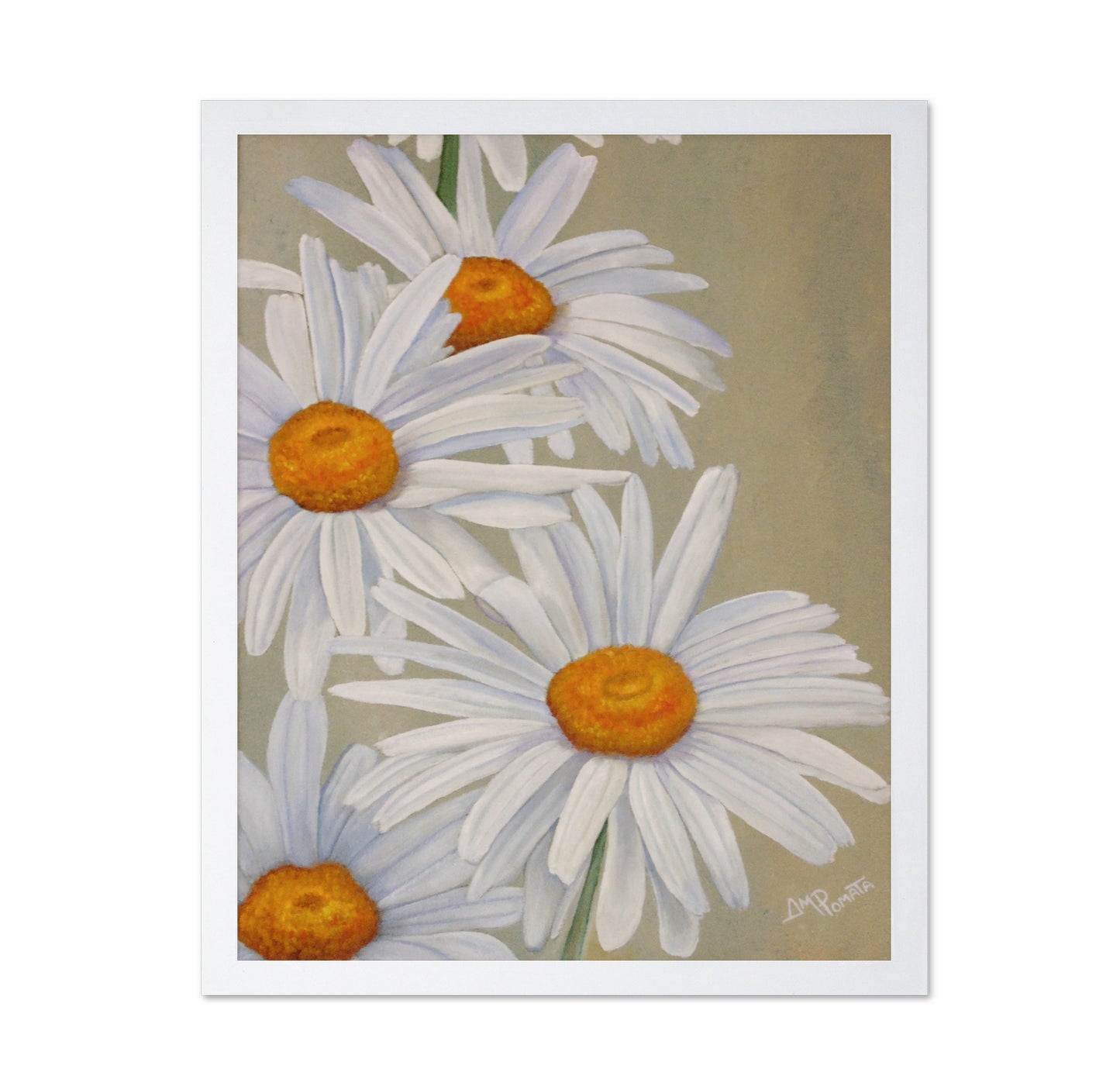 White Daisy Blooms
