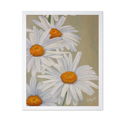 White Daisy Blooms