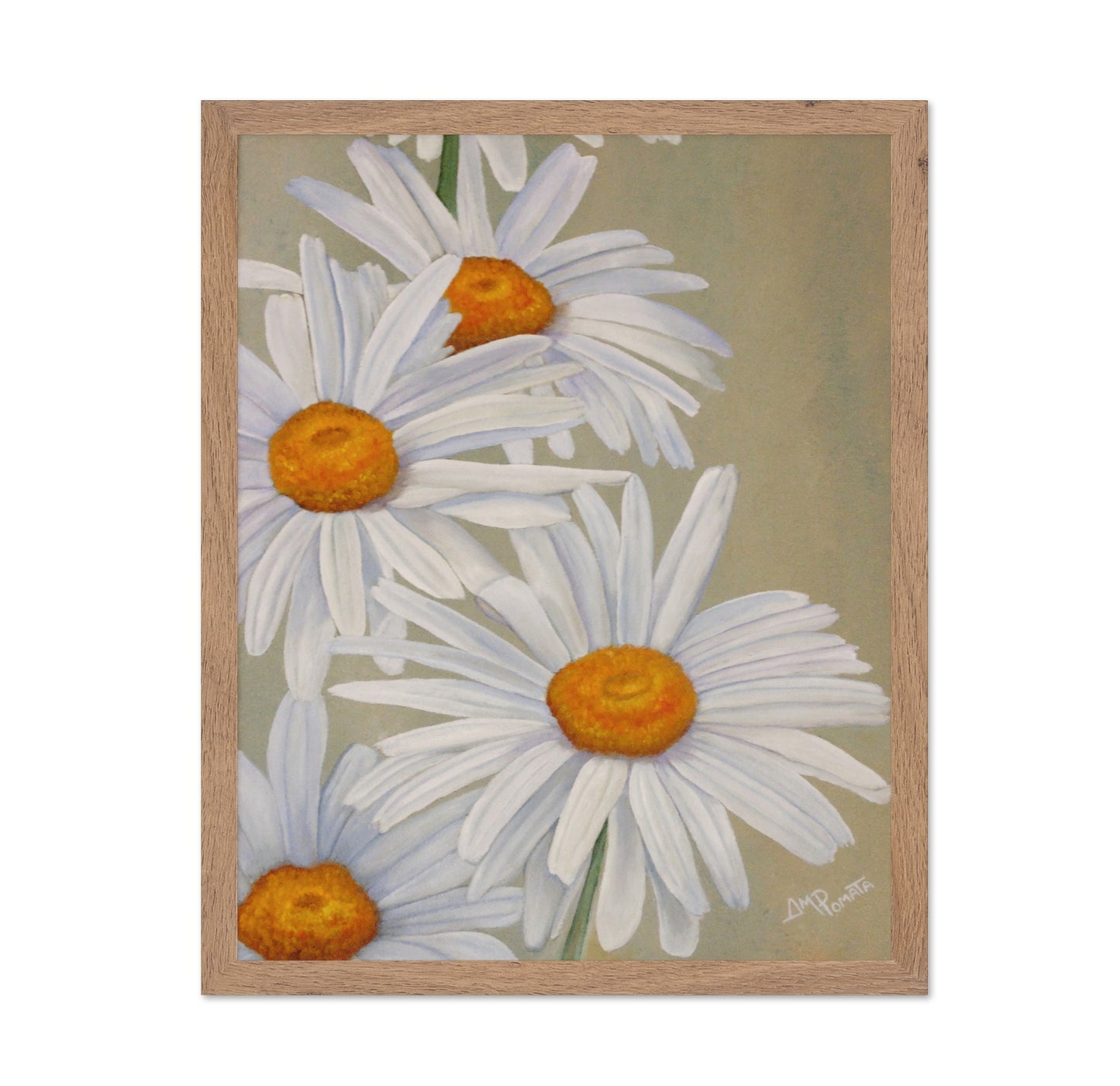 White Daisy Blooms