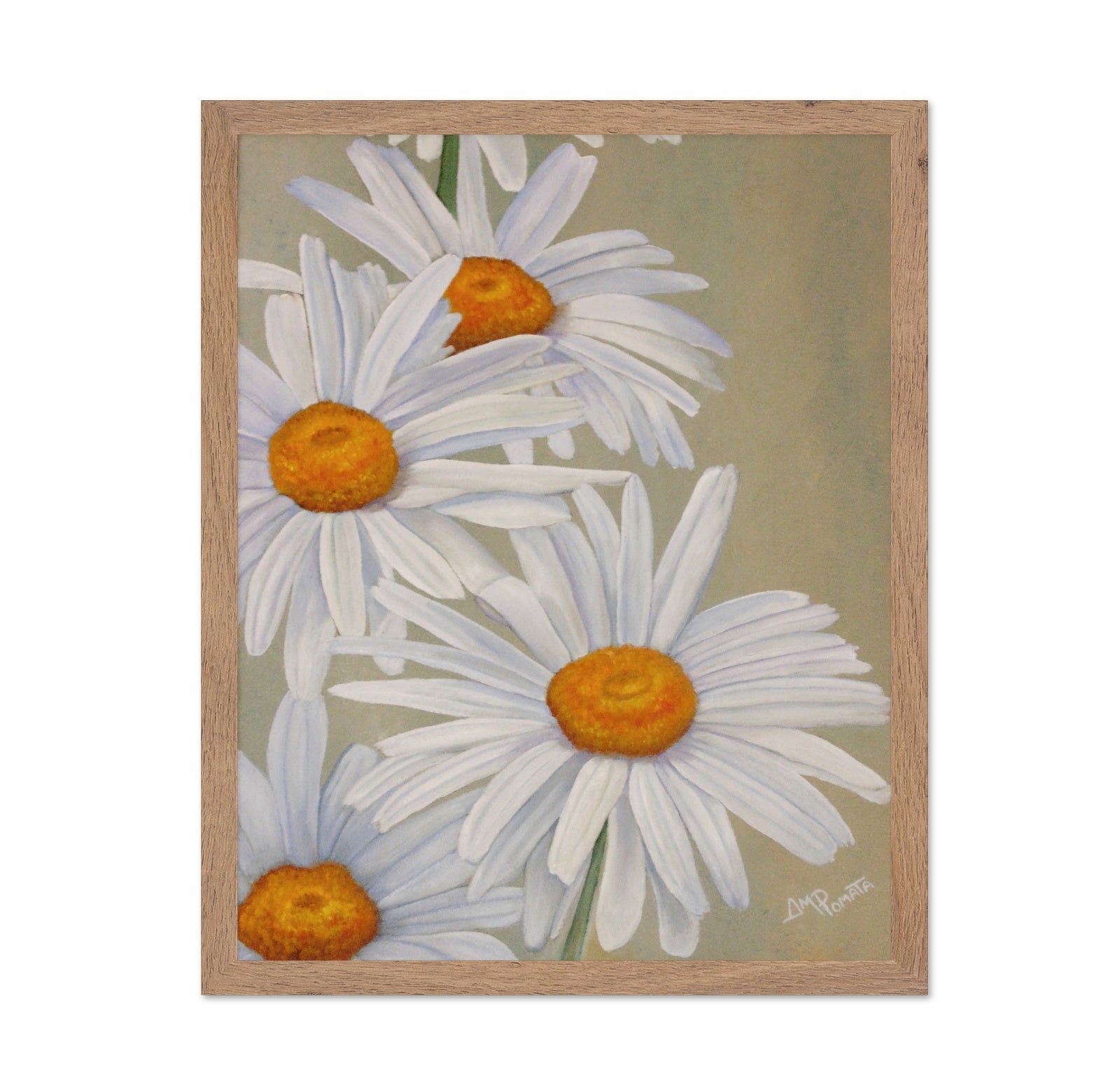White Daisy Blooms