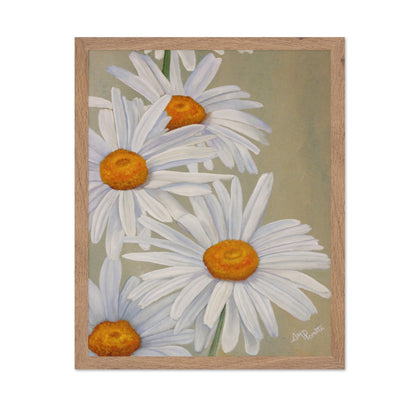 White Daisy Blooms