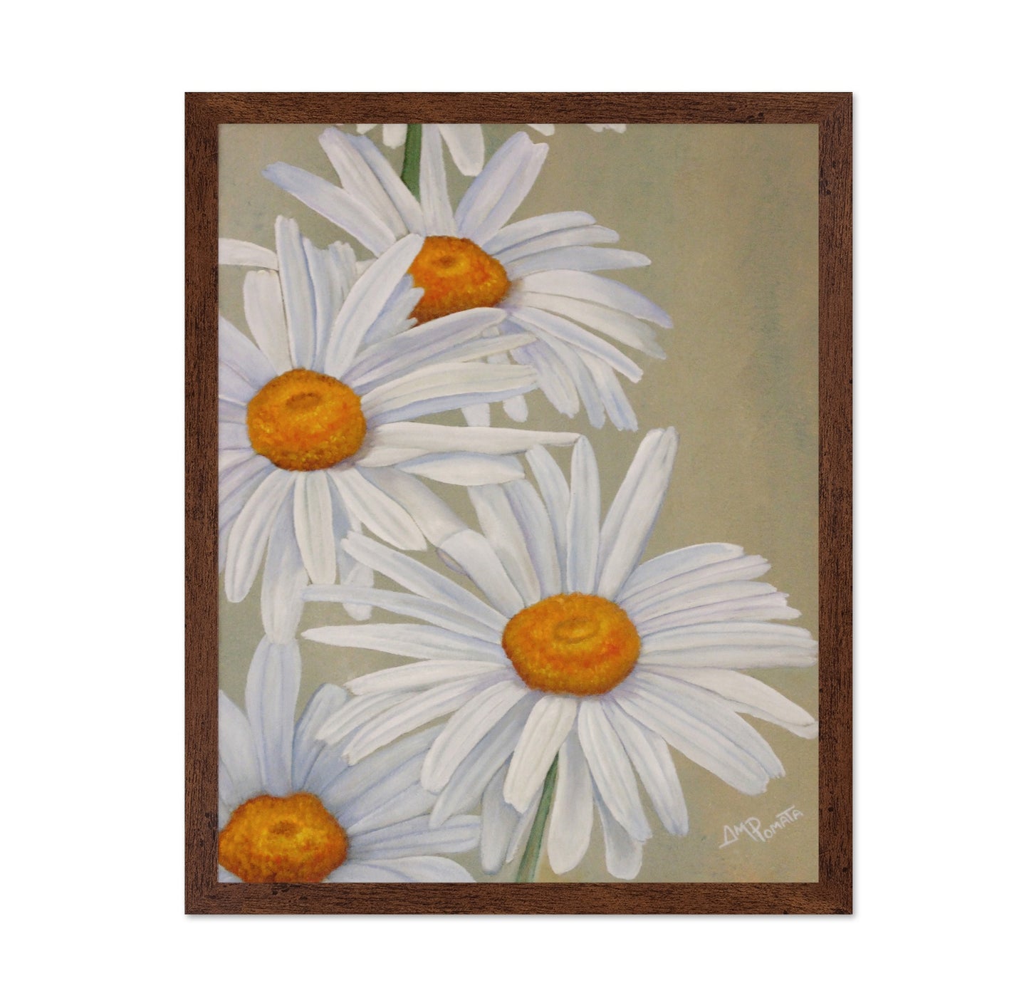 White Daisy Blooms